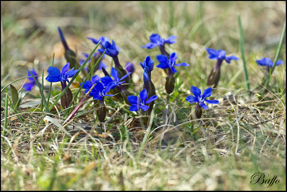 Gentiana verna subsp. tergestina  / Genziana di Trieste